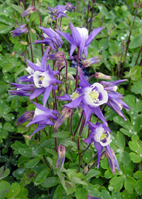 Aquilegia vulgaris 'Winky Blue-White'